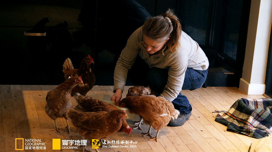 宠物囤积者（0年电视剧）