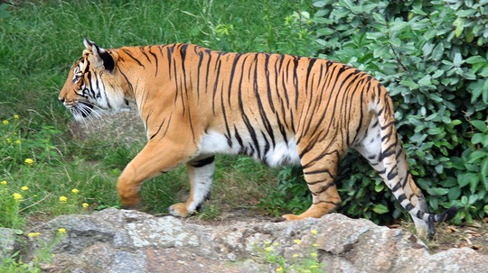与虎相伴（0年电视剧）