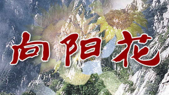 向阳花（2008年电视剧）