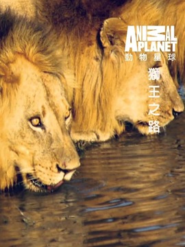 狮王之路