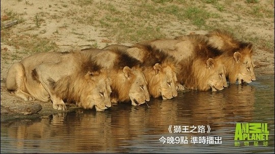 狮王之路（2015年电视剧）