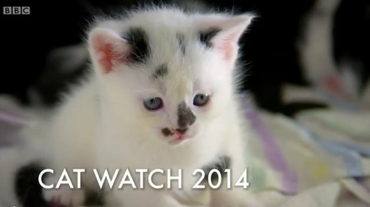 猫咪观察（2014年电视剧）