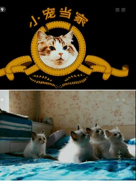 小宠当家