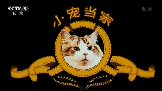 小宠当家（2015年电视剧）