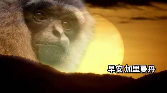 早安加里曼丹（0年电视剧）