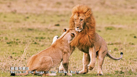 雌雄争霸战（1999年电视剧）