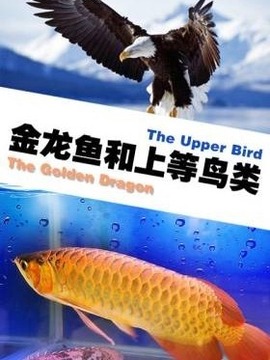 金龙鱼和上等鸟类