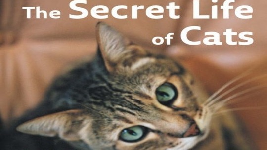 猫咪的秘密日记（1999年电视剧）