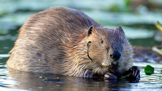 河狸的故事（2016年电视剧）