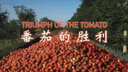 番茄的胜利（2016年电视剧）