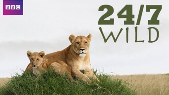 初生之犊（2011年电视剧）