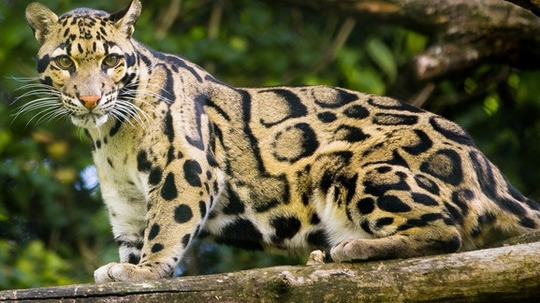 云豹之谜（2014年电视剧）