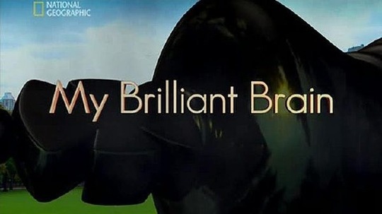 神奇大脑（2007年电视剧）