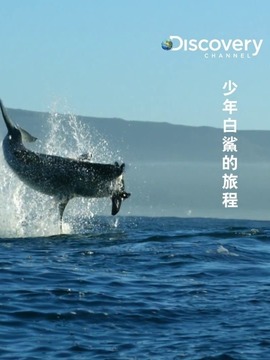 周六鲨鱼夜