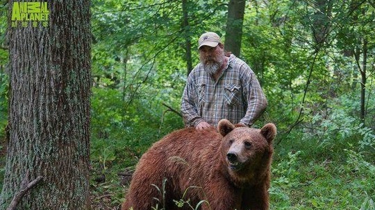 再见灰熊（2016年电视剧）