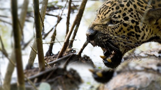 野性哥伦比亚的失落伊甸园（2016年电视剧）
