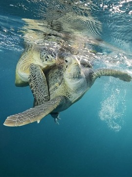 希望之海:美国海底之宝