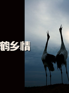 鹤乡情