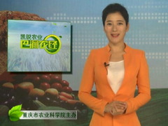 巴渝農經