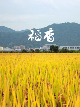 稻花香里