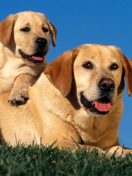 托尼的视频日记