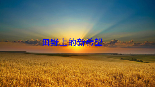 田野上的新希望
