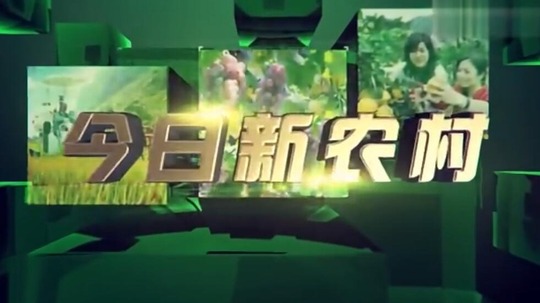 今日新农村