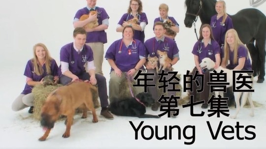 年轻的兽医