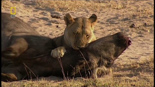 不守规矩的狮子