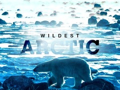 Wildest Arctic