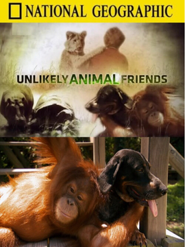Unlikely Animal Friends
