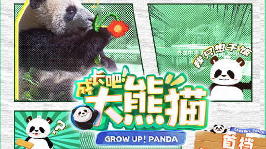 成长吧大熊猫