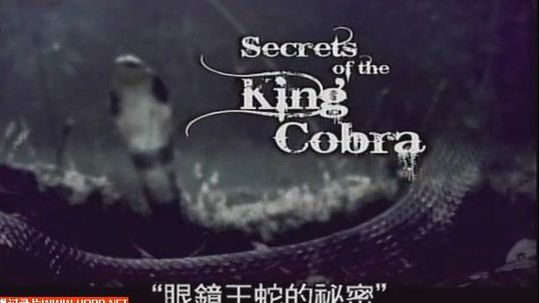 眼镜王蛇的秘密