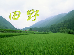 田野
