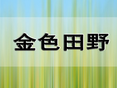 金色田野